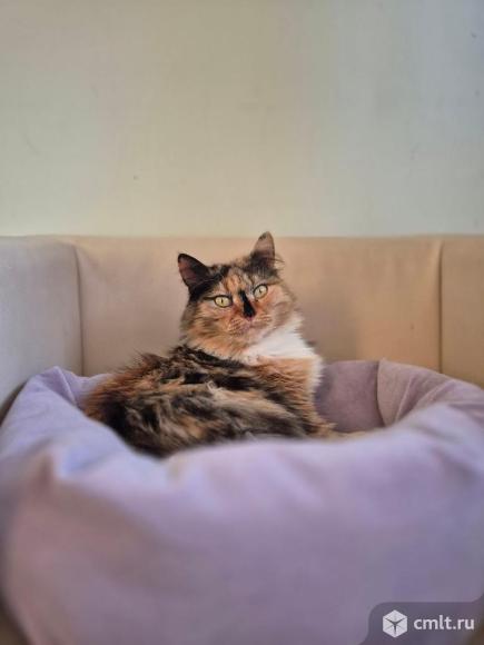 Взрослая кошка в добрые руки. Фото 1.