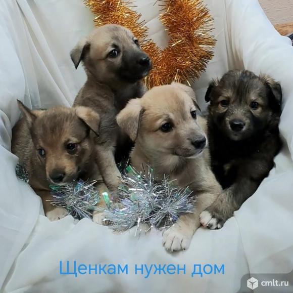 Щенки в добрые руки. Фото 1.