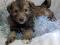 Щенки в добрые руки. Фото 4.