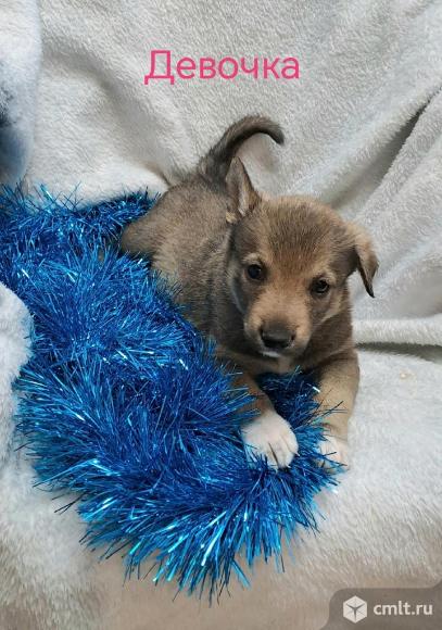 Щенки в добрые руки. Фото 5.