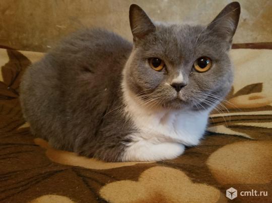 Кошка Мура в добрые руки. Фото 1.
