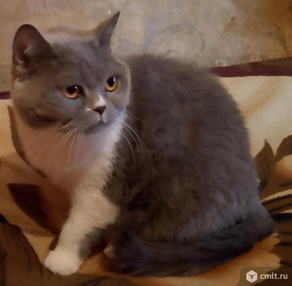 Кошка Мура в добрые руки. Фото 3.