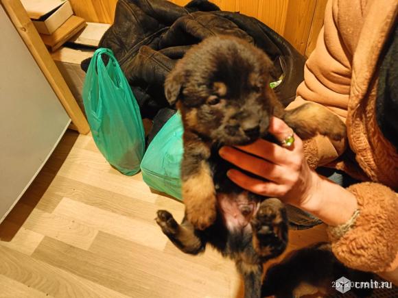 Щенки для добрых людей. Фото 1.