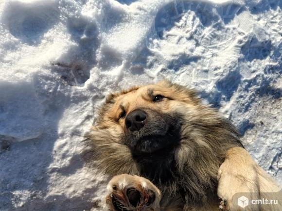 Щенки для добрых людей. Фото 8.