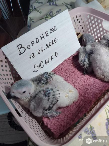 Попугаи Жако