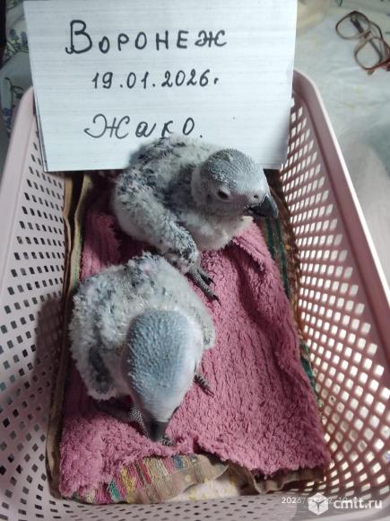 Птенцы Жако. Фото 4.