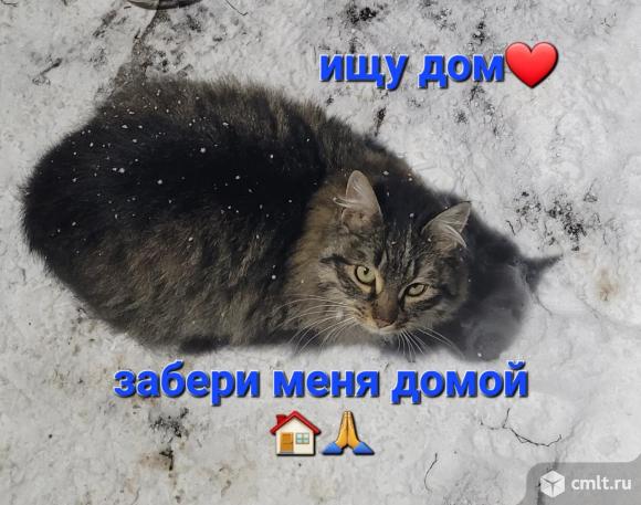 Кошечка Оливия пушистая ищет дом. Фото 3.