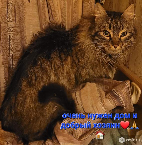 Зеленоглазая пушистая кошка в добрые руки. Фото 1.