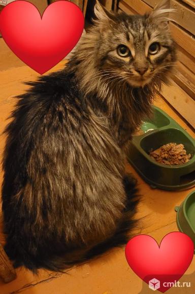 Зеленоглазая пушистая кошка в добрые руки. Фото 2.