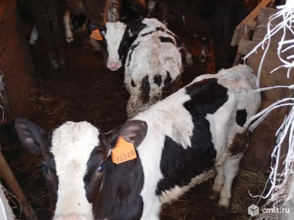 Бычки разного возраста. Фото 2.