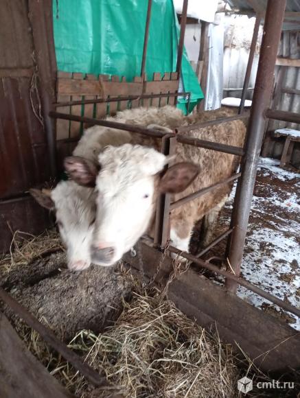 Бычки разного возраста. Фото 1.