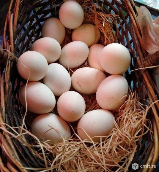 Инкубационное яйцо. Фото 1.