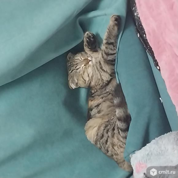 Прекрасная  кошечка,в возрасте полугода. Фото 1.