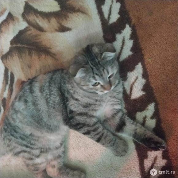 Прекрасная  кошечка,в возрасте полугода. Фото 3.