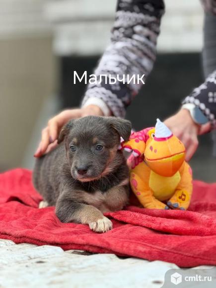 Щенки в добрые руки. Фото 1.