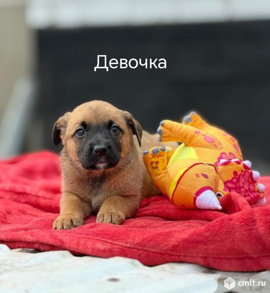 Щенки в добрые руки. Фото 4.