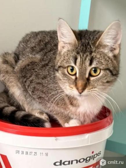 Молодая кошка в добрые руки. Фото 1.