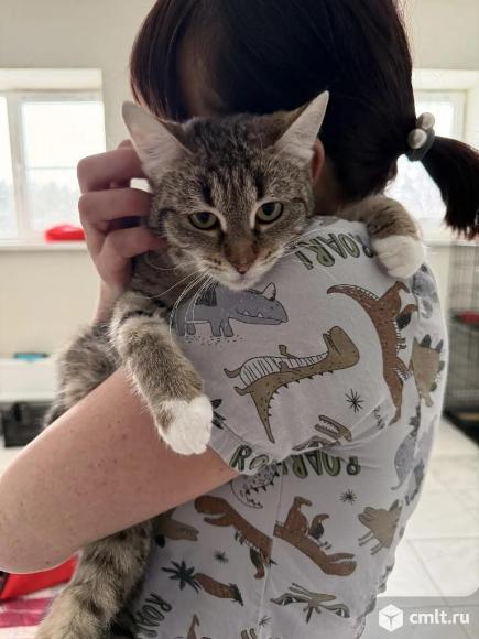 Молодая кошка в добрые руки. Фото 5.