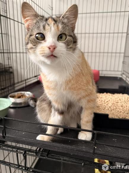 Особенная кошечка в добрые руки. Фото 1.