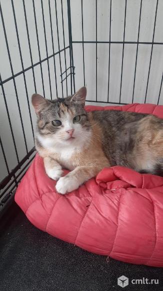 Особенная кошечка в добрые руки. Фото 4.