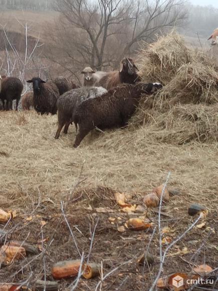 Молодые бараны живым весом. Фото 1.