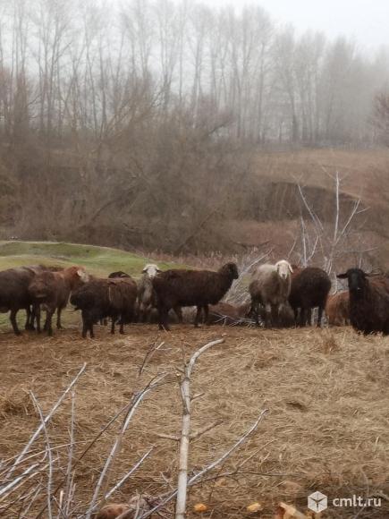 Молодые бараны живым весом. Фото 3.