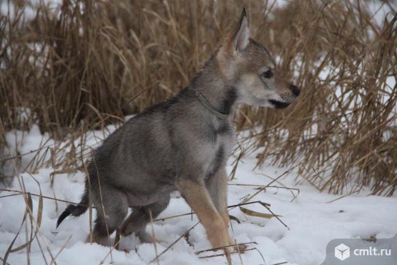 Чехословацкая волчья собака. Фото 1.