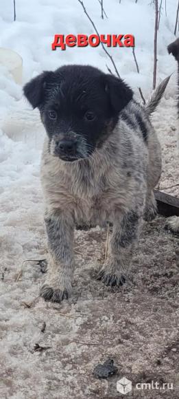 Щенки-девочки даром в хорошие руки. Фото 1.