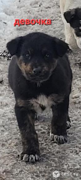 Щенки-девочки даром в хорошие руки. Фото 3.
