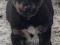 Щенки-девочки даром в хорошие руки. Фото 3.
