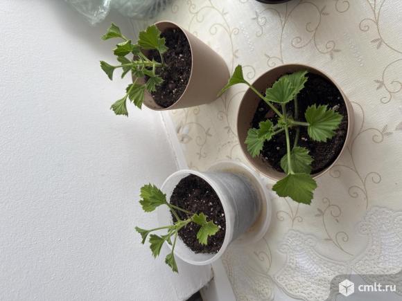 Фиалка розовая, кор.герань. Фото 6.