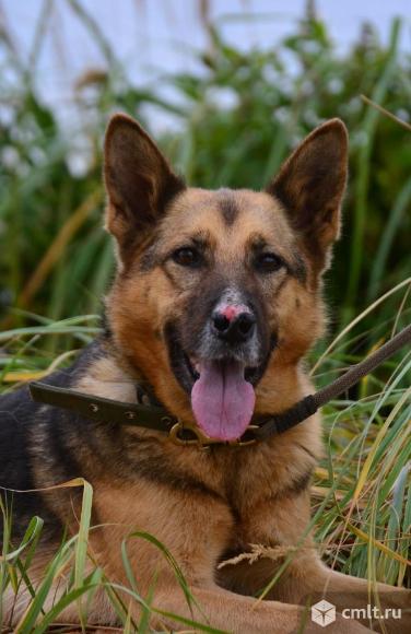 Полуовчарка в добрые руки. Фото 1.