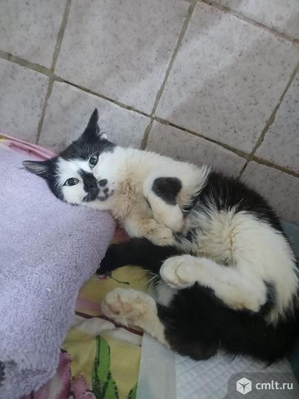 Молодой кот в поисках дома срочно. Фото 1.