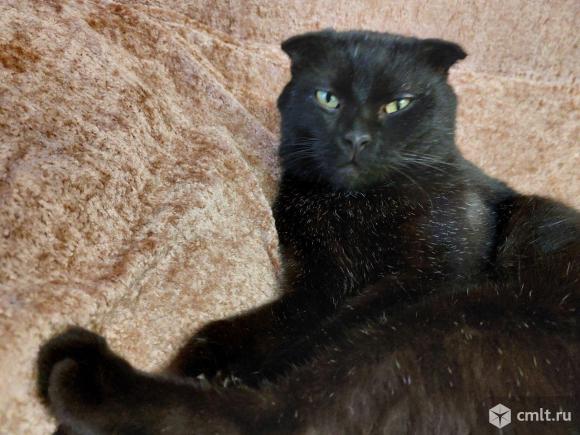 Шотландский вислоухий короткошёрстный кот. Фото 1.