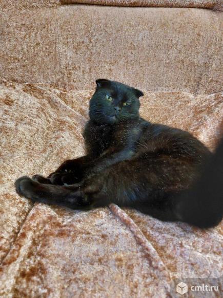 Шотландский вислоухий короткошёрстный кот. Фото 4.