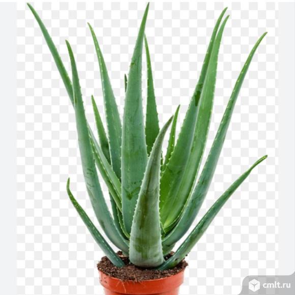 Лекарственное Алое продам. Фото 1.