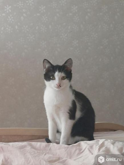 Подарю. Фото 1.