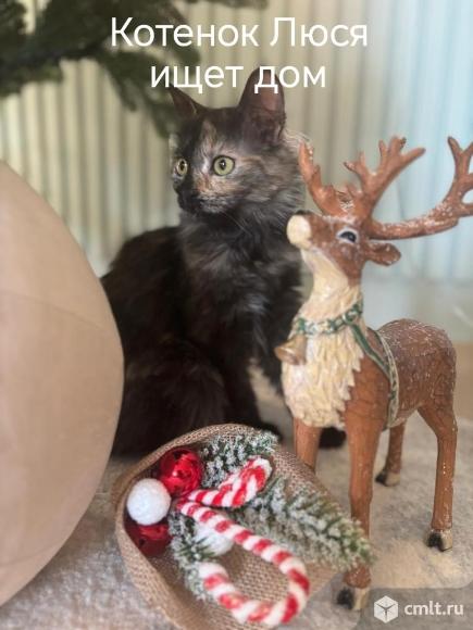 Котята в добрые руки. Фото 1.