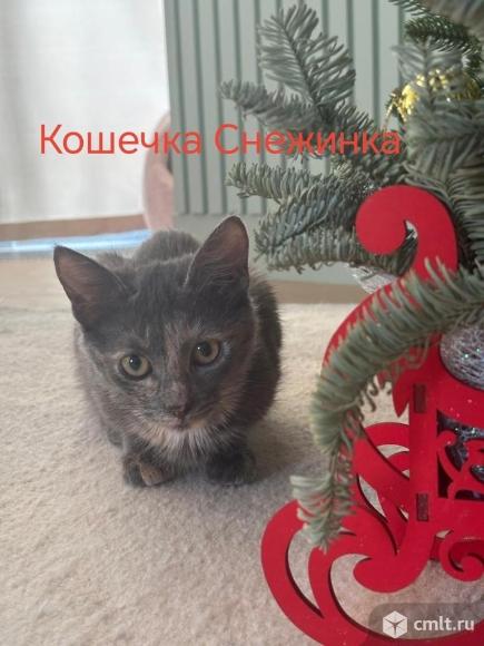 Котята в добрые руки. Фото 4.