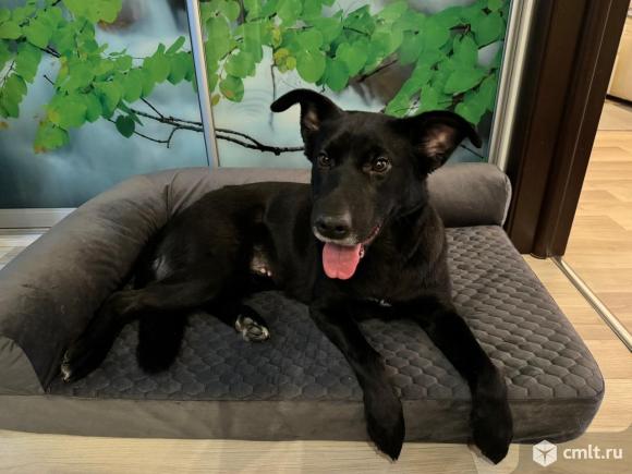 Молодая собака ищет дом. Фото 1.