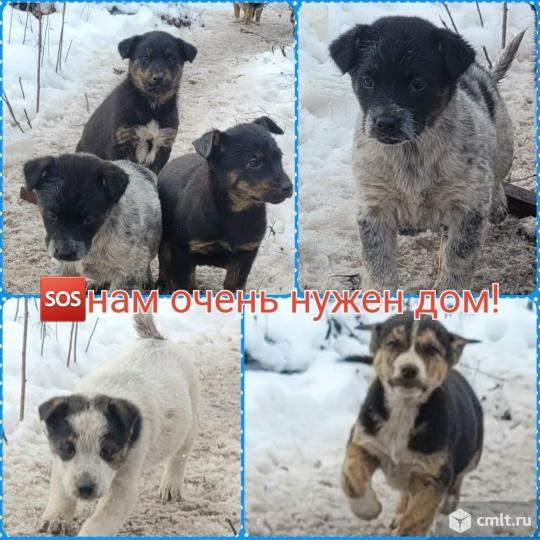 Щенки в добрые руки. Фото 1.