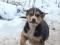 Щенки в добрые руки. Фото 4.