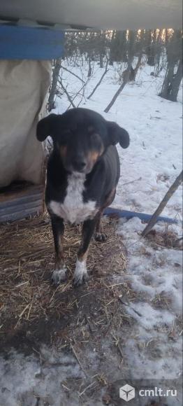 Щенки в добрые руки. Фото 8.