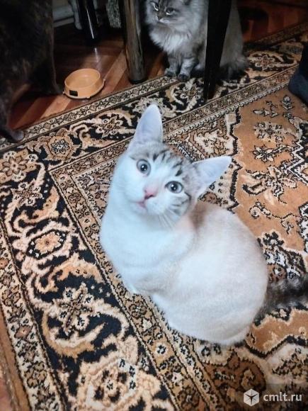 Кот Милки вей в добрые руки. Фото 1.