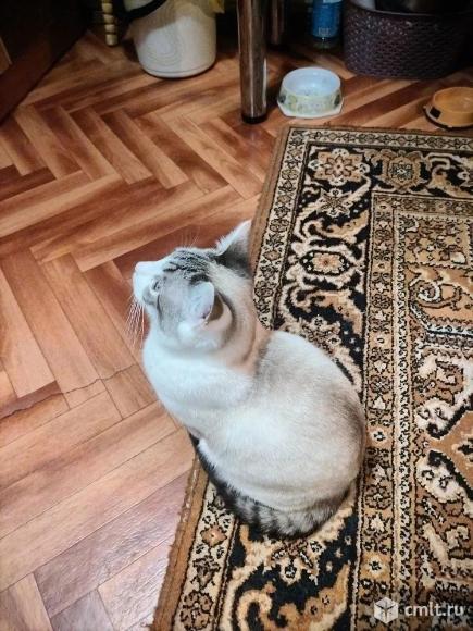 Кот Милки вей в добрые руки. Фото 5.