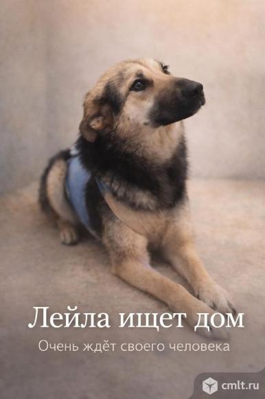 Собака Лейла ищет дом. Фото 1.
