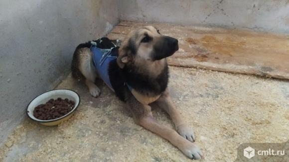 Собака Лейла ищет дом. Фото 5.