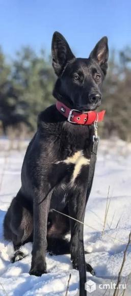 Молодой пес в добрые руки. Фото 1.