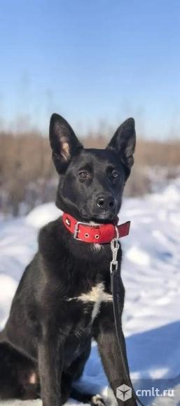 Молодой пес в добрые руки. Фото 3.