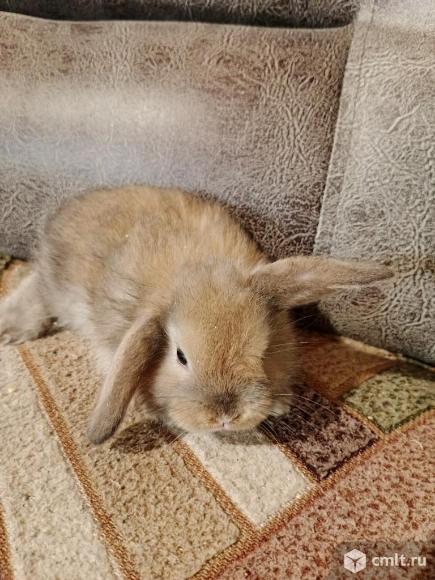 Декоративные кролики. Фото 1.